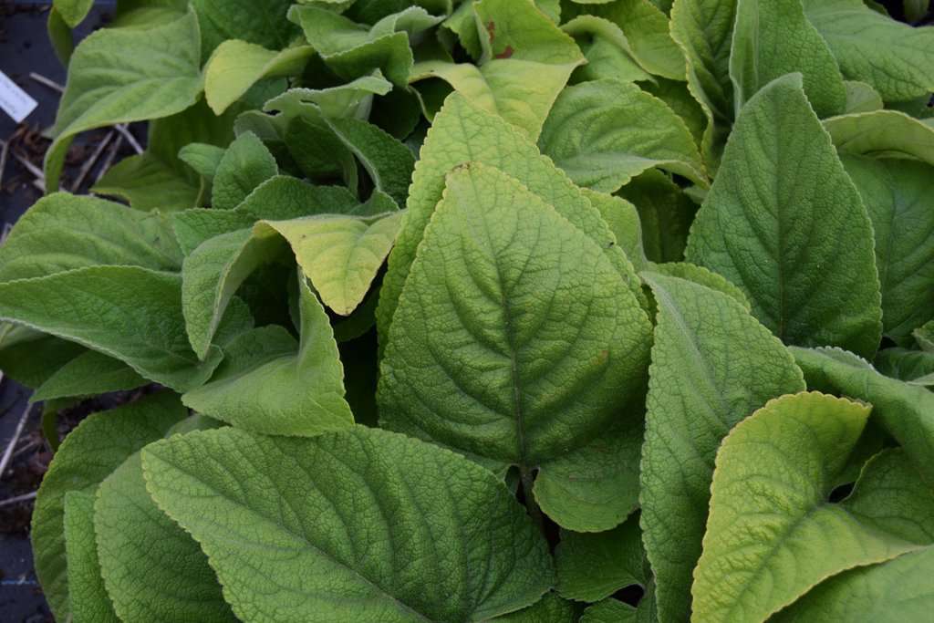 Phlomis russeliana ---